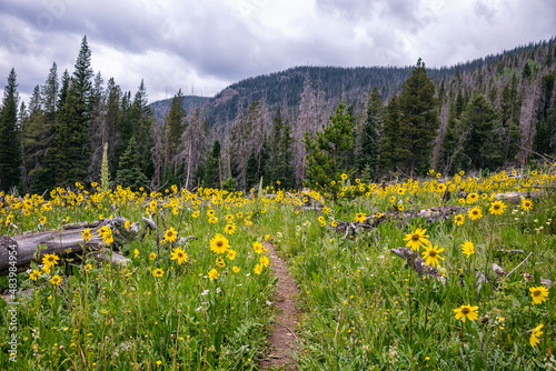Wild sunflowers in the Indian Peaks Wilderness, Colorado