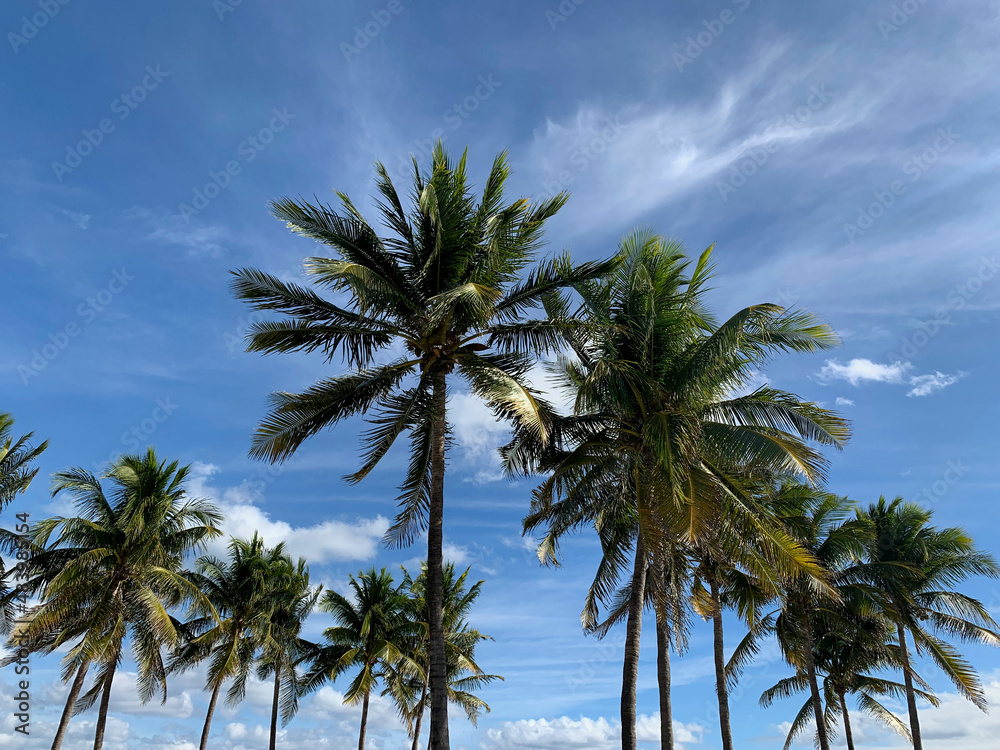 A Group of Palms Against a Sunny Summer Sky, South Beach, FL, US