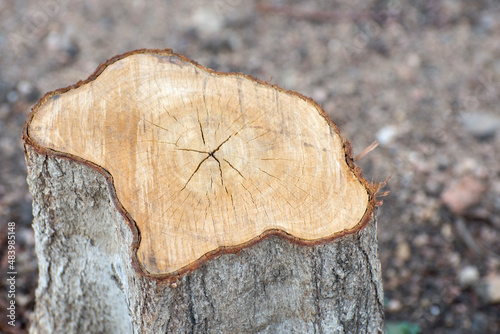 Cross section of a tree. Logging in the forest.