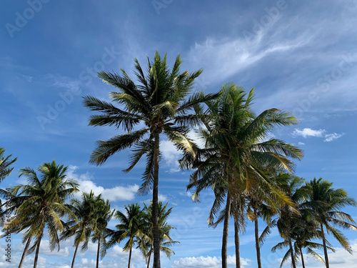 A Group of Palms Against a Sunny Summer Sky, South Beach, FL, US © Cavan
