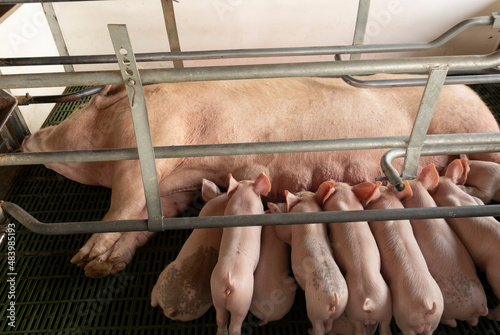 beautiful set of pigs in pig farm