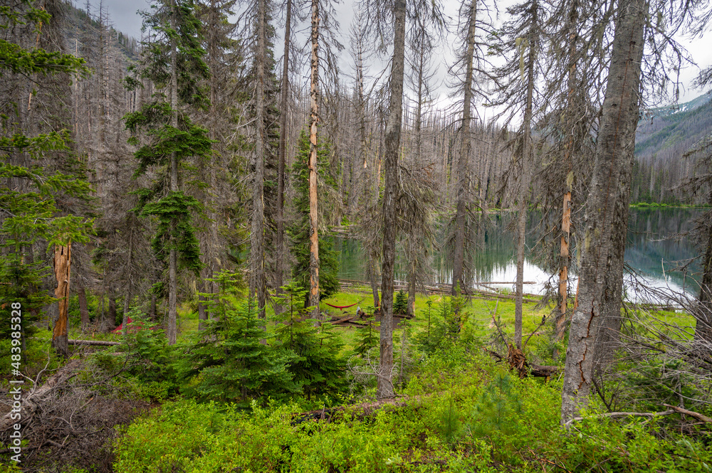 Looking through trees at an alpine lake campsite Looking through trees at an alpine lake campsite