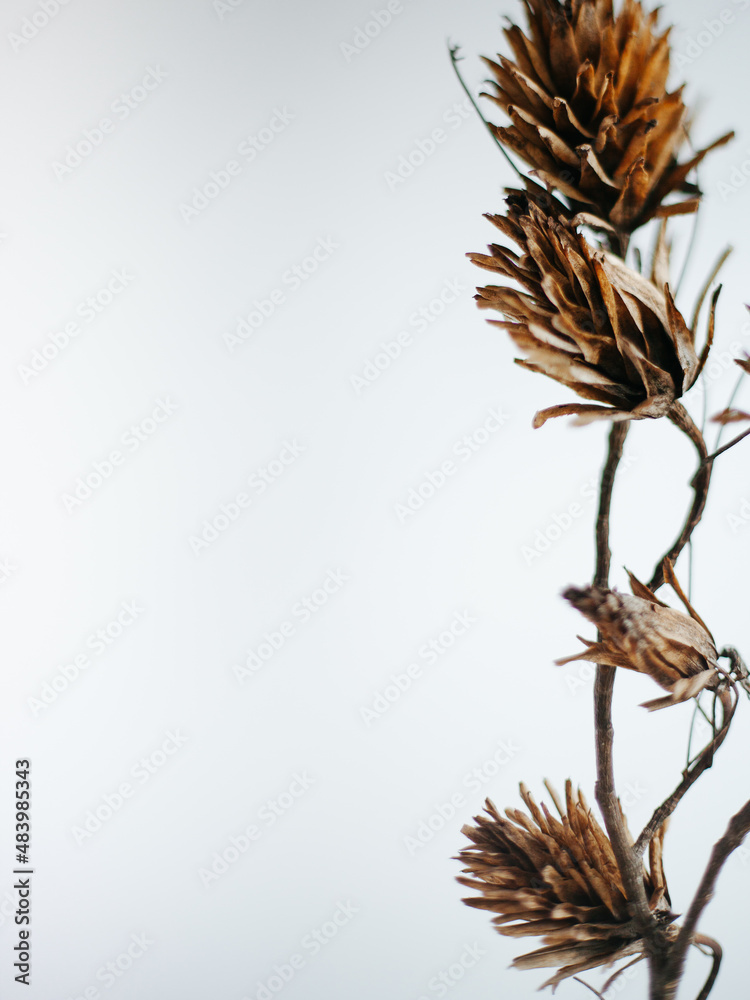 Dried Botanical Flower on a White Background