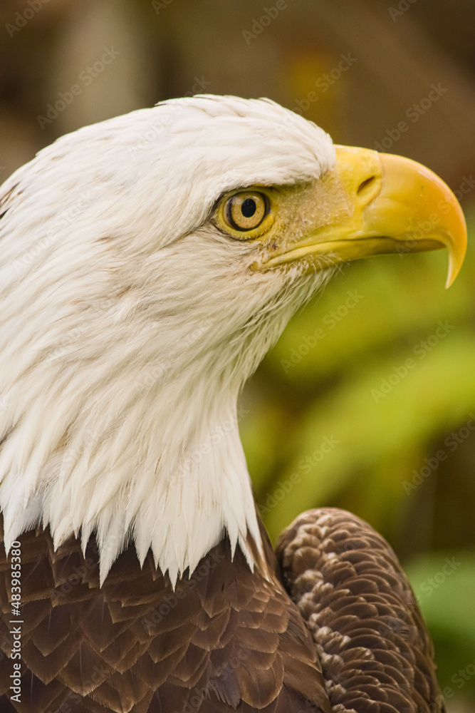 Fototapeta premium bald eagle looking to the right