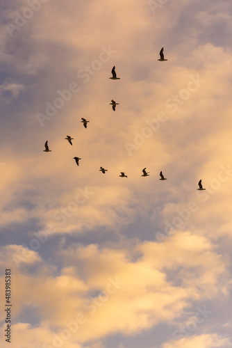 Beautiful view to seagulls flying in formation on sunset sky