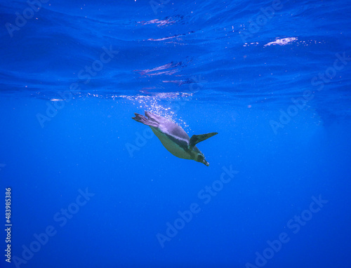 penguin swimming underwater in ecuador © Cavan