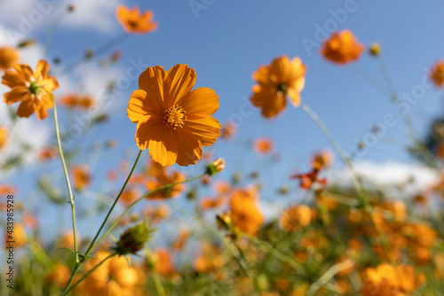 Fototapeta Naklejka Na Ścianę i Meble -  Bright yellow flowers against the blue sky