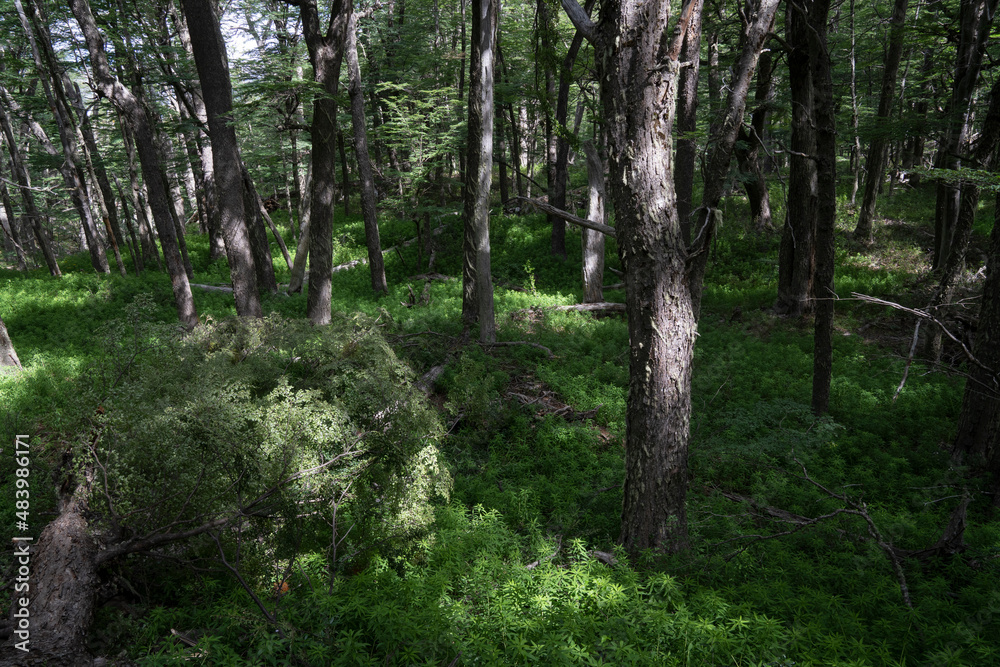 Taking a walk in the woods. View of the green forest vegetation and colors. 