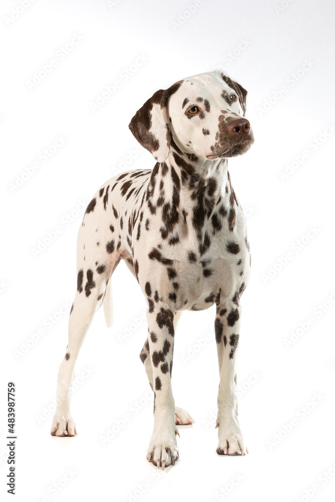 Dalmatian dog black and white standing isolated in studio background