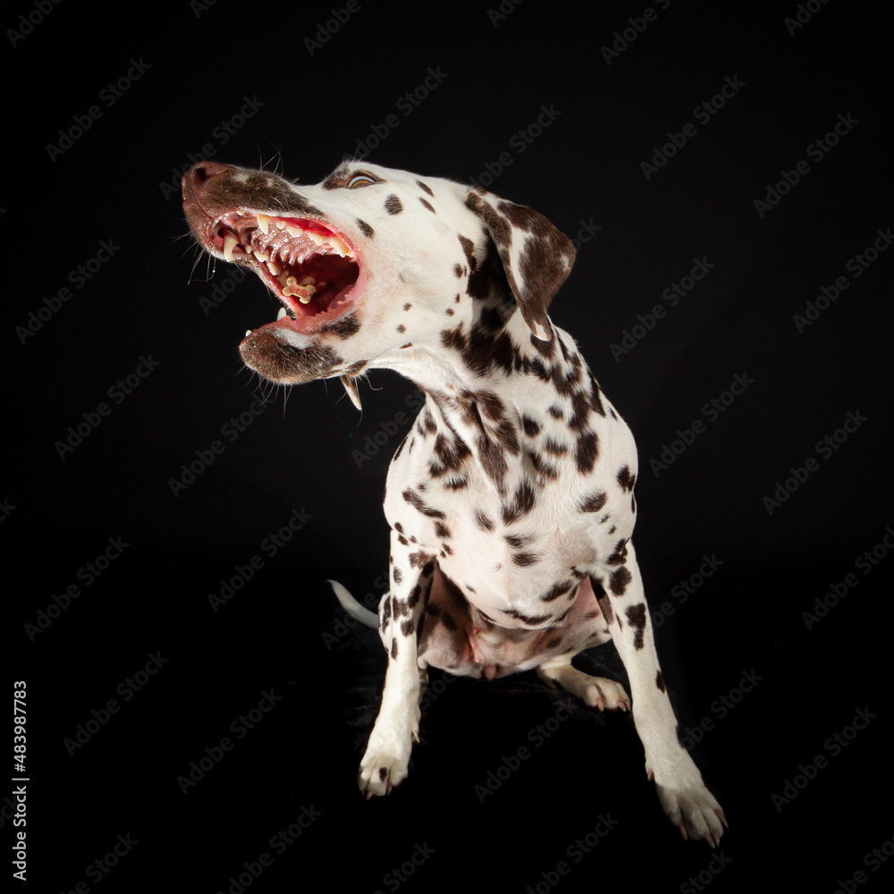Whole body of dalmation dog catching treats on a black background
