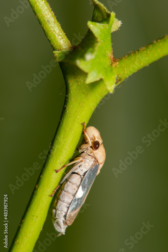 cigarrinha (Cicadellidae) photo