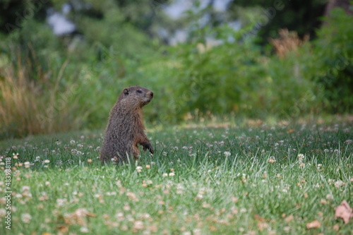 ground hog on grass