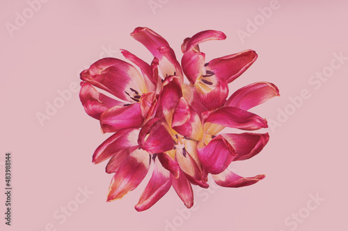 Fototapeta Naklejka Na Ścianę i Meble -  Tulpen in gelb/weiß/pink/rosa, close up, Hintergrund rosa
