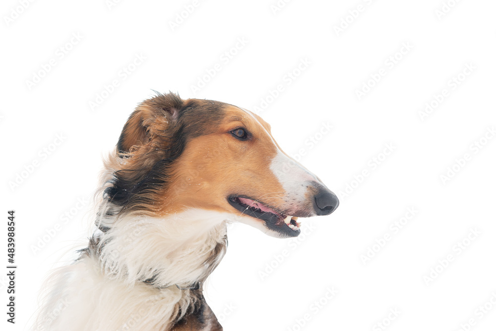 Red dog breed Russian greyhound, portrait, profile, close-up, on a white background. Red dog breed Russian greyhound, portrait, profile, close-up, on a white background.