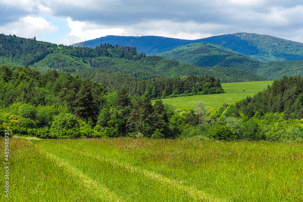 Fototapeta premium nature landscape foliage flowers trees