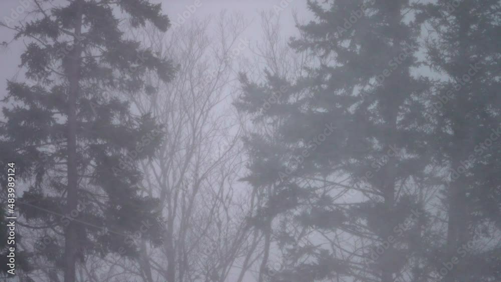 Super slow motion of a blizzard battering a forest . Super slow motion of a blizzard battering a forest .