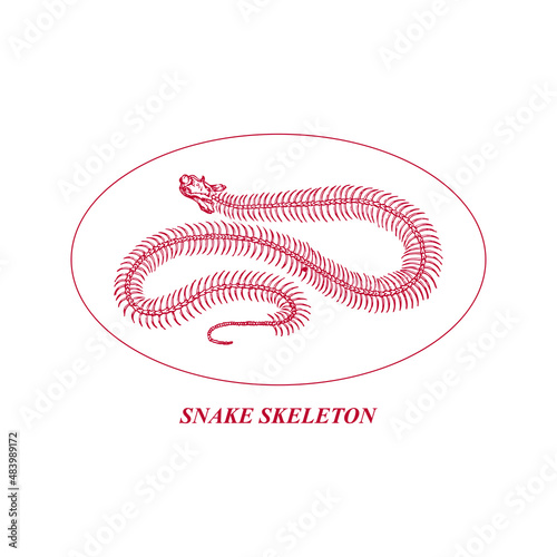 snake skull skeleton illustration vector
