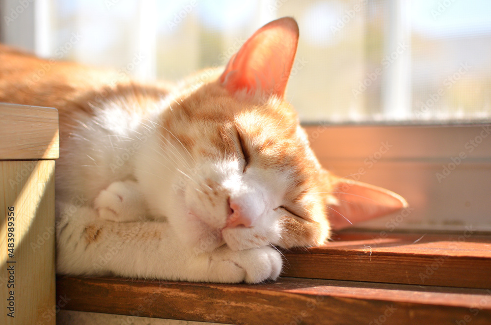 窓辺で日向ぼっこしながら寝る猫 Stock-Foto | Adobe Stock