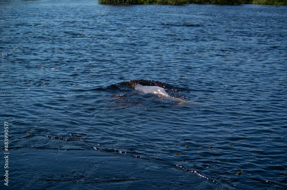 Obraz premium Dauphin rose dans la forêt amazonienne en Bolivie
