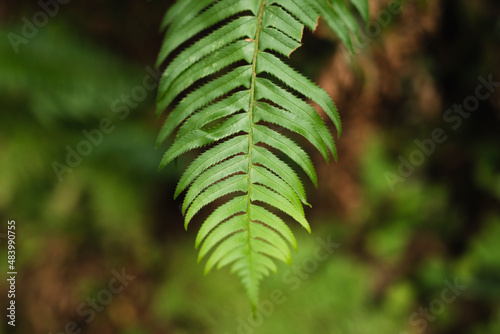 Detail of ferns in coastal Oregon photo