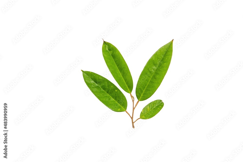Durian leaves with brown branch in the garden, isolated on white background with clipping path. For decoration on background, surface, backdrop or wallpaper.
