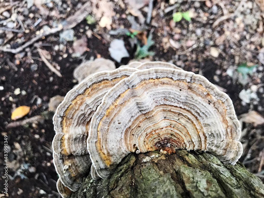 mushrooms on the tree mushrooms on the tree
