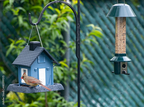 birdhouse and bird feeder