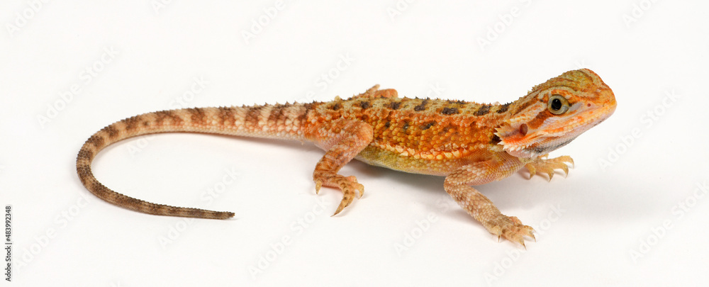 Naklejka premium Bearded dragon // Bartagame (Pogona vitticeps) - Hypo Trans Cawley Super Red