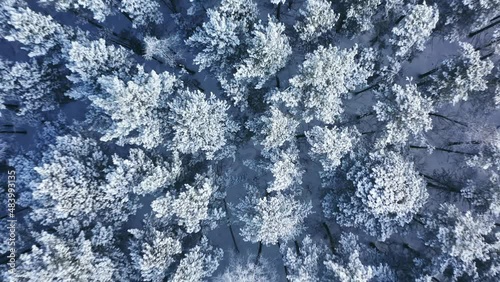 Aerial fly over frozen snowy covered coniferous forest trees. Aerial drone view to the snow covered forest.