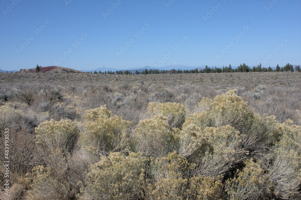 Sage Brush in Oregon high desert 2021,
Outside Boyd Cave near Bend, Oregon.