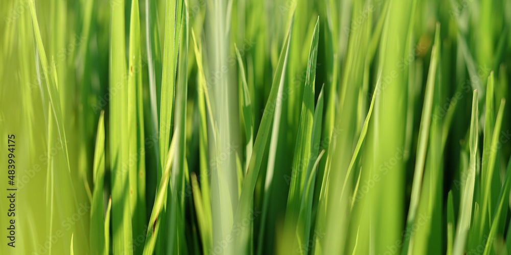 green grass background green grass background