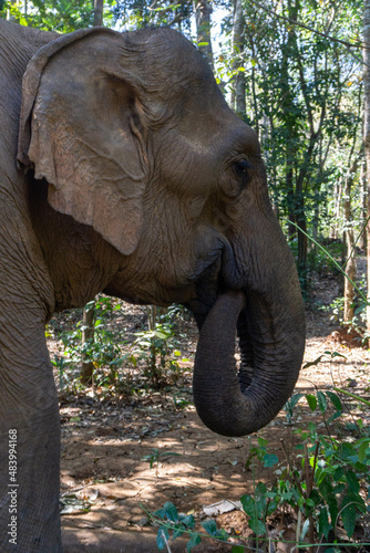Elefante asiático en un santuario de elefantes rescatados en Mondulkiri, Camboya. Tras la prohibición de su uso para pasear turistas muchos de estos animales fueron acogidos por centros de rescate. photo