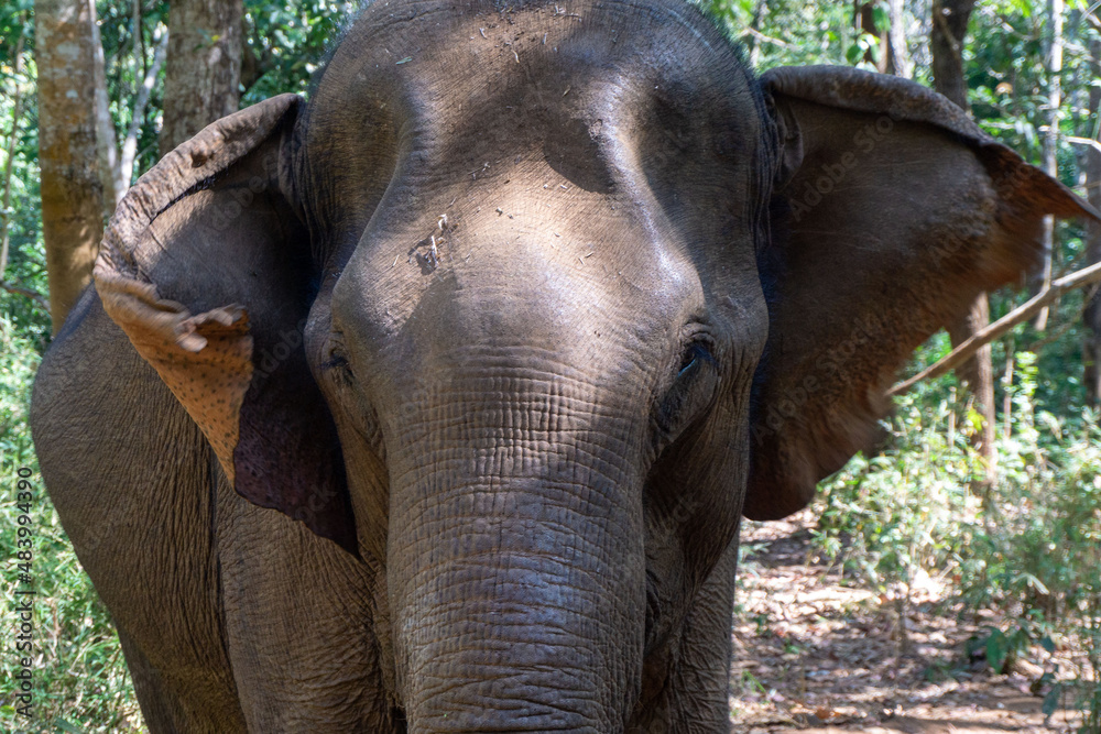 Fototapeta Elefante asiático en un santuario de elefantes rescatados en Mondulkiri, Camboya. Tras la prohibición de su uso para pasear turistas muchos de estos animales fueron acogidos por centros de rescate.