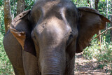 Elefante asiático en un santuario de elefantes rescatados en Mondulkiri, Camboya. Tras la prohibición de su uso para pasear turistas muchos de estos animales fueron acogidos por centros de rescate.