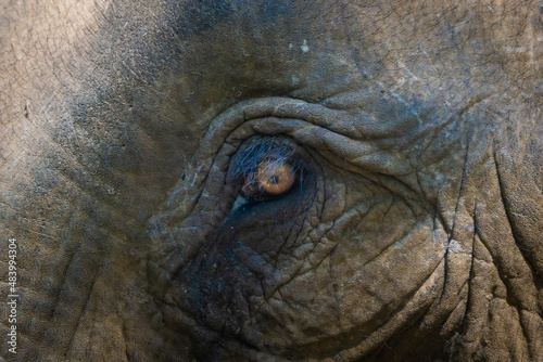 Elefante asiático en un santuario de elefantes rescatados en Mondulkiri, Camboya. Tras la prohibición de su uso para pasear turistas muchos de estos animales fueron acogidos por centros de rescate. © Hernán J. Martín