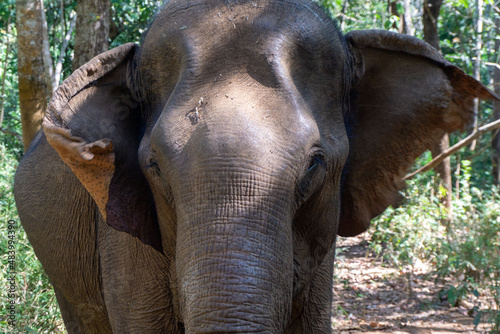 Elefante asiático en un santuario de elefantes rescatados en Mondulkiri, Camboya. Tras la prohibición de su uso para pasear turistas muchos de estos animales fueron acogidos por centros de rescate. photo