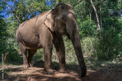 Elefante asiático en un santuario de elefantes rescatados en Mondulkiri, Camboya. Tras la prohibición de su uso para pasear turistas muchos de estos animales fueron acogidos por centros de rescate. © Hernán J. Martín