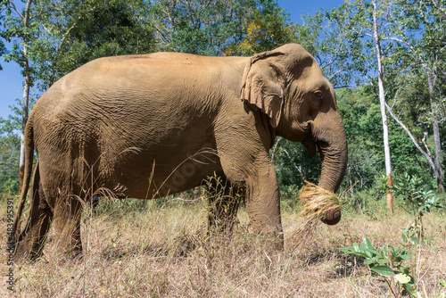 Elefante asiático en un santuario de elefantes rescatados en Mondulkiri, Camboya. Elefante cogiendo hierbas secas con la trompa para acicalarse con ellas.