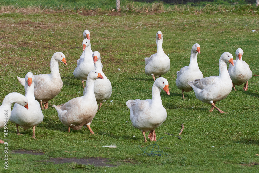 Emder Gans auf einem Bauernhof
Emder Gans auf einem Bauernhof