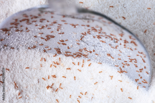 Booklice or barklice in white flour. Little Liposcelis bostrychophila in order Psocoptera, selective focus photo