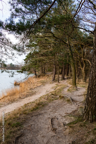 Ścieżka w lesie nad jeziorem