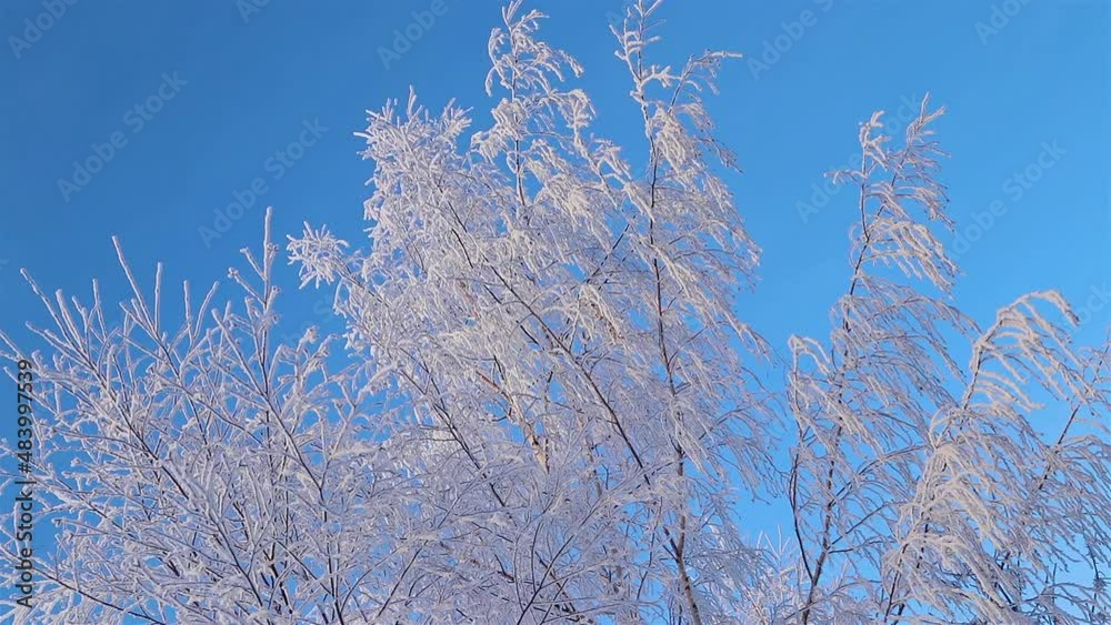 A Wonderful Winter's Tale. A beautiful tree in the snow. Birch in frost. A Wonderful Winter's Tale. A beautiful tree in the snow. Birch in frost.
