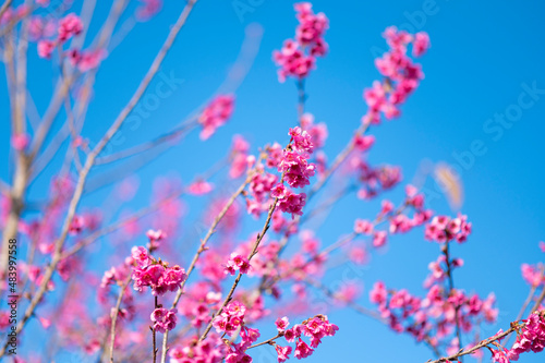 Sakura flower with blue sky as for spring background.