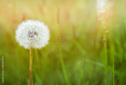 Beautiful fluffy dandelion in the field at sunset. Flower summer background. Close-up. The concept of freedom and lightness.
