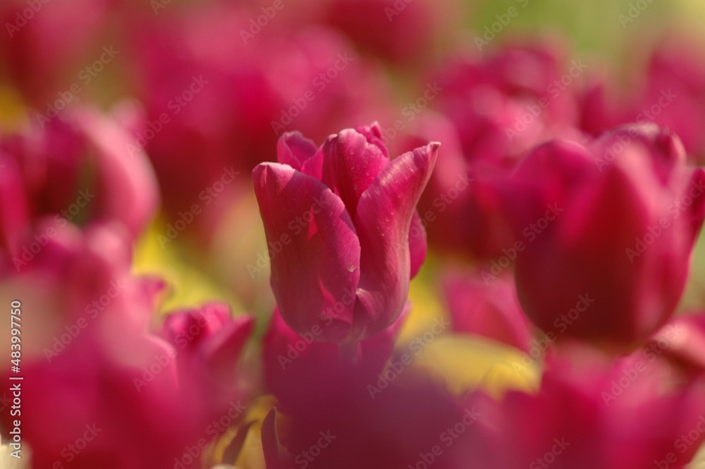 Tulips in spring. Tulips in spring.