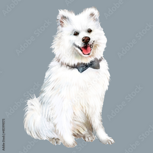 Watercolor illustration Samoyed dog, white fluffy dog, pet, friend, dog, dog portrait 