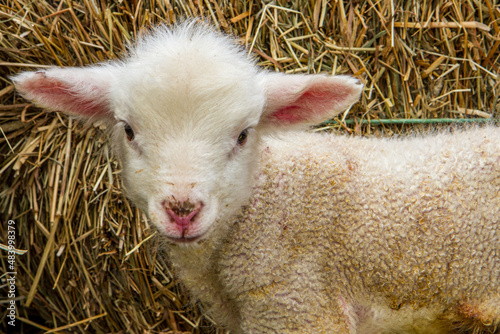 Billede på lærred A newborn merino lamb