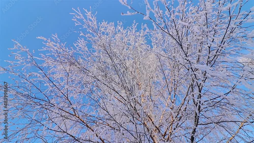 A Wonderful Winter's Tale. A beautiful tree in the snow. Birch in frost. A Wonderful Winter's Tale. A beautiful tree in the snow. Birch in frost.