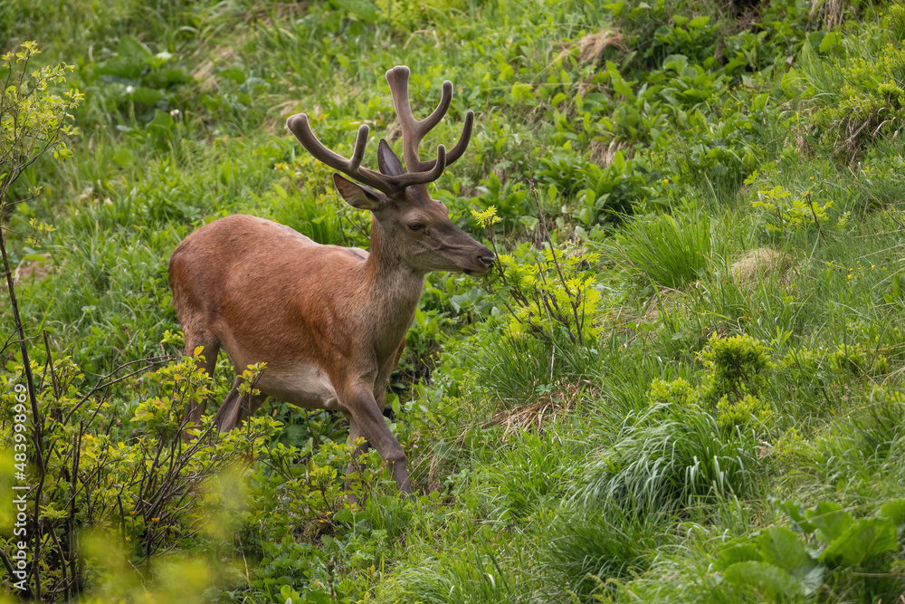 Red deer, cervus elaphus, with velvet antlers walking on greenery steep. Wild stag moving on mountains in summer. Antlered mammal marching in wilderness.