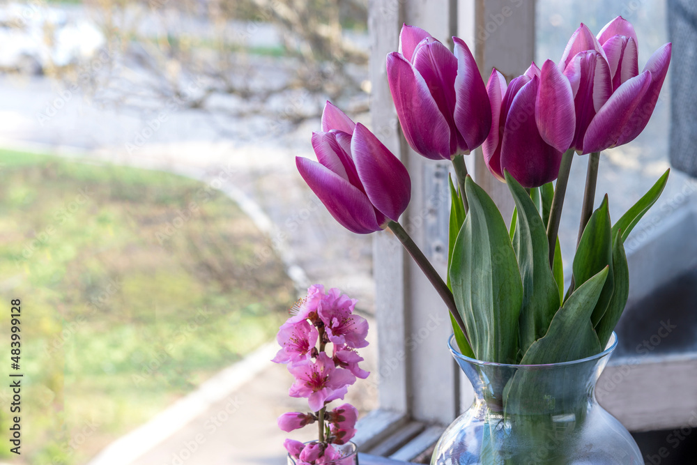 Spring bouquet of purple tulips on an open window. Purple petals with white border. Next to twig of flowering almonds Spring bouquet of purple tulips on an open window. Purple petals with white border. Next to twig of flowering almonds